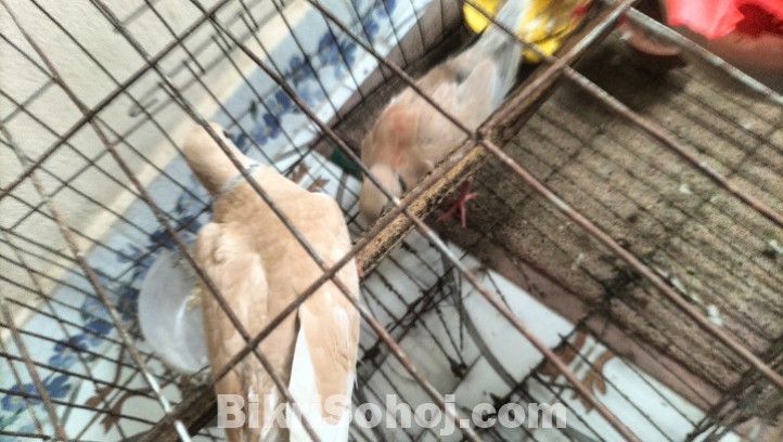 কম দামে রানিং ঘুঘু পাখি